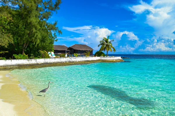 Photo de beauté îles Maldives — Photo