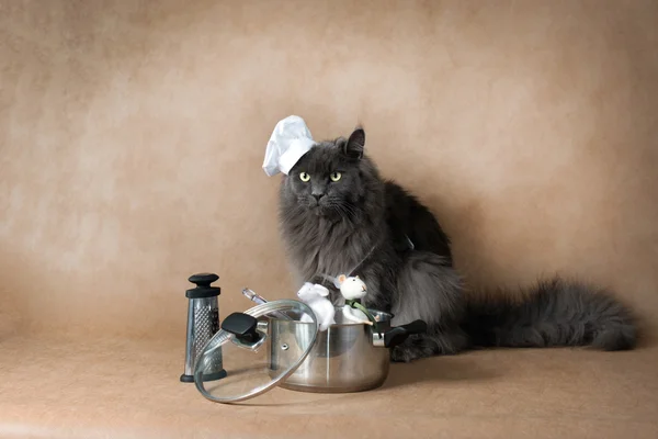 Cat chef cook. Stock Photo