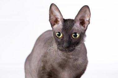 Beyaz bir arka plan üzerinde siyah kedi. İzole.