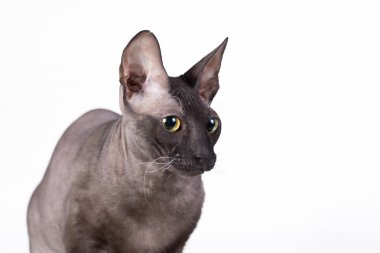 Beyaz bir arka plan üzerinde siyah kedi. İzole.