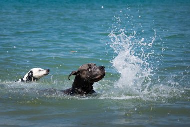 İki köpek denizde yüzüyor.