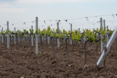 Kırım üzüm bağları bahar.