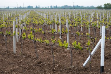 Kırım üzüm bağları bahar.