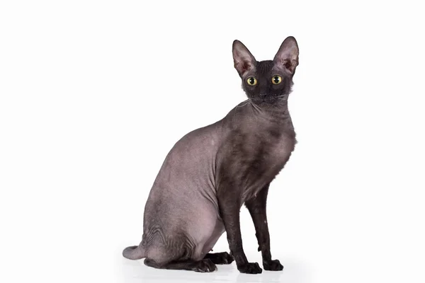 Beyaz bir arka plan üzerinde siyah kedi. İzole.