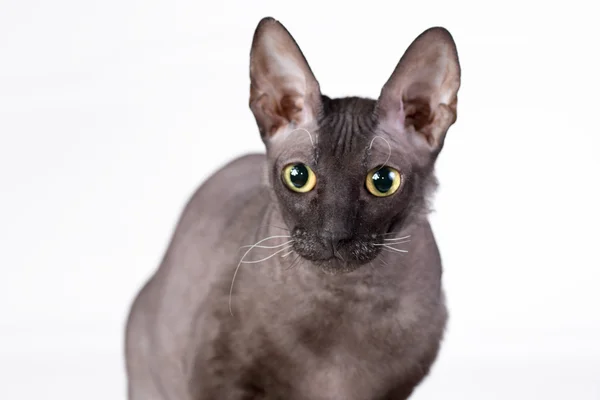 Beyaz bir arka plan üzerinde siyah kedi. İzole.