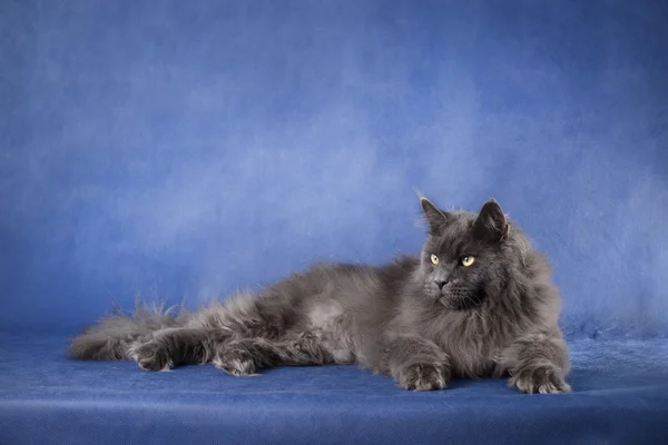 Kedi heybetli. Mavi arka plan üzerinde büyük etkileyici kabarık kedi yalan.