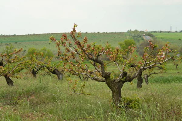 Meyve bahçesi. Meyve tarımı.