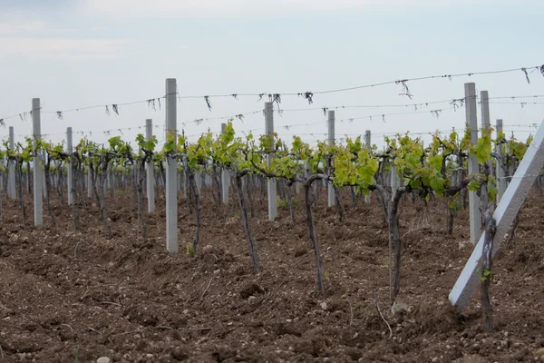Kırım üzüm bağları bahar.