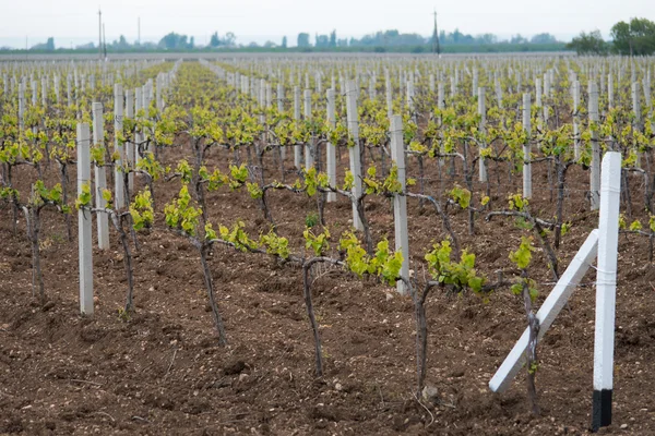 Kırım üzüm bağları bahar.