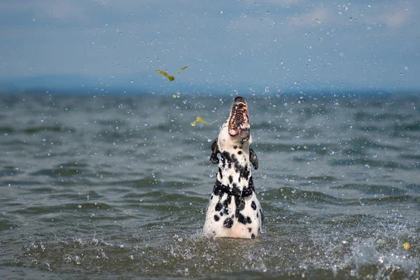Dalmaçya gölde oynamak. 