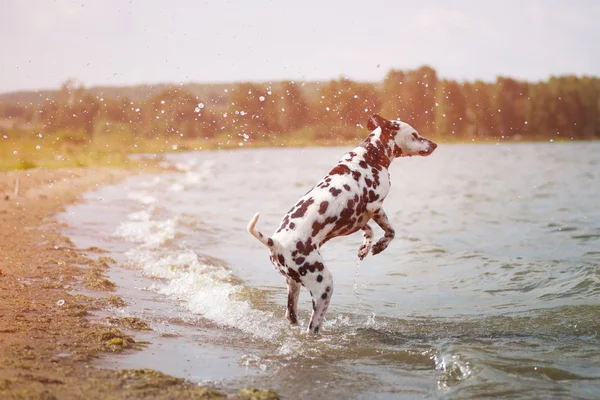 Dalmaçya gölde oynamak. 