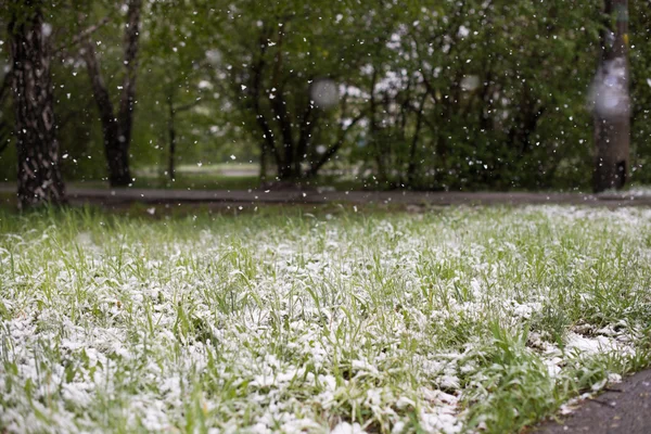 Anomalies météorologiques. Neige en mai. Le printemps. Chute de neige . — Photo