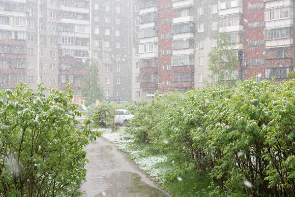 Weather anomalies. Snow in may. Spring. Snowfall. — Stock Photo, Image