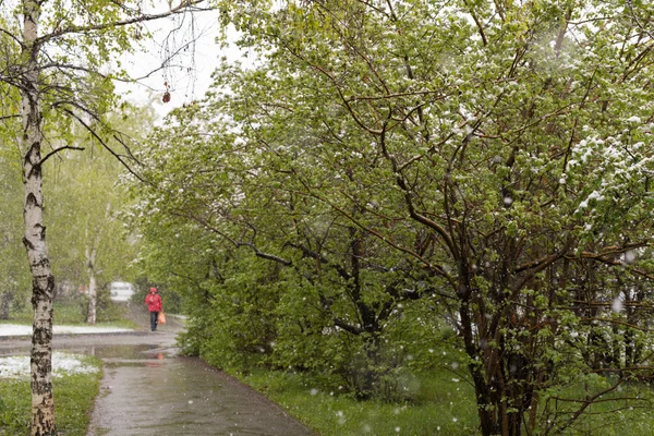 Hava anomaliler. Mayıs ayında kar. Bahar. Kar yağışı.
