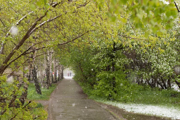 Hava anomaliler. Mayıs ayında kar. Bahar. Kar yağışı.