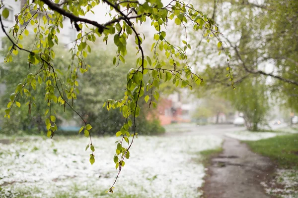 Hava anomaliler. Mayıs ayında kar. Bahar. Kar yağışı.