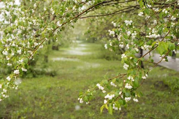 Hava anomaliler. Mayıs ayında kar. Bahar. Kar yağışı.