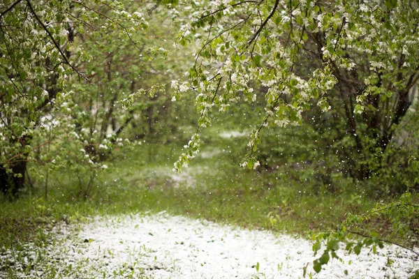 Hava anomaliler. Mayıs ayında kar. Bahar. Kar yağışı.