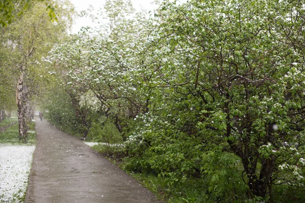 Weather anomalies. Snow in may. Spring. Snowfall. Royalty Free Stock Photos