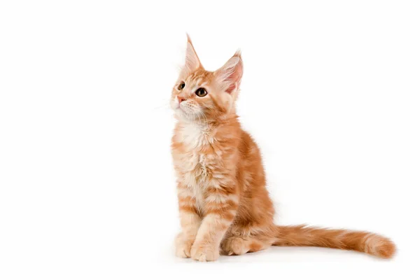 Beyaz arka plan üzerinde oturan küçük kırmızı kedi yavrusu.