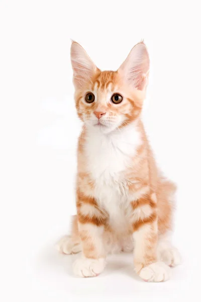 Beyaz arka plan üzerinde oturan küçük kırmızı kedi yavrusu.