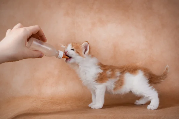 Bir Şişeden içme küçük Kızıl saçlı yavru kedi.