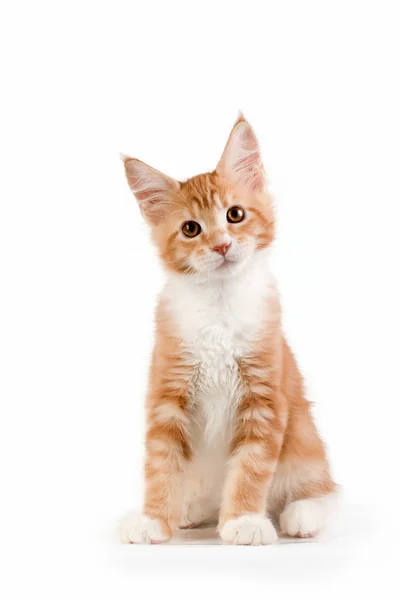 Little red kitten sitting on white background. Stock Photo