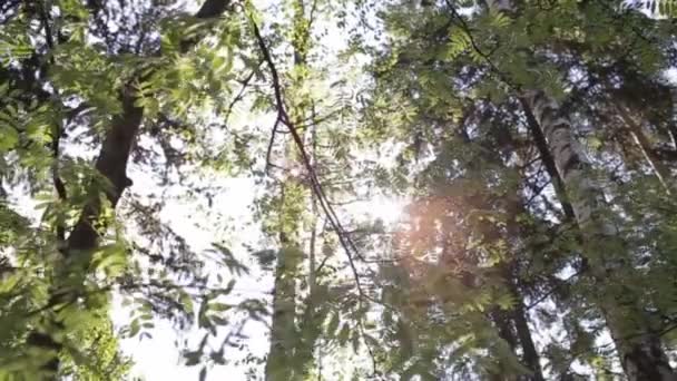Blask słońca w lesie — Wideo stockowe