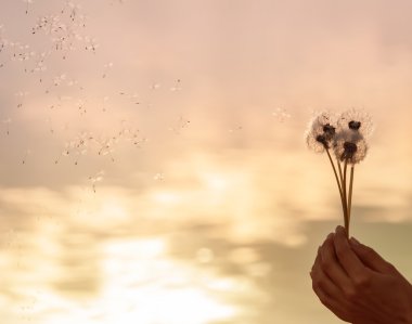 Karahindiba günbatımı arka plan üzerinde
