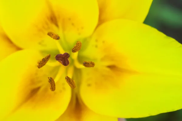 Lírio flor close-up vista superior — Fotografia de Stock