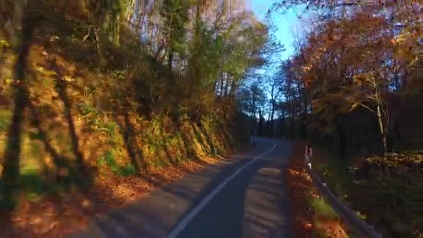 Estrada pela floresta — Vídeo de Stock