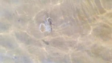 Küçük bir keşiş yengeci deniz gününde yürür. Deniz dalgaları hafifçe sıçrıyor. Sarmal kabuklu bir yengeç İtalya 'da kumlu bir sahilde sürünüyor. Yüksek kaliteli FullHD görüntüler