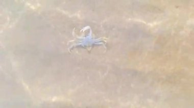 Küçük bir keşiş yengeci deniz gününde yürür. Deniz dalgaları hafifçe sıçrıyor. Sarmal kabuklu bir yengeç İtalya 'da kumlu bir sahilde sürünüyor. Yüksek kaliteli FullHD görüntüler