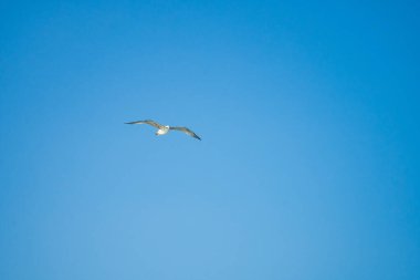 Martılar zarifçe denizin üzerinde uçuyor. Geminin arkasında yiyecek bekliyorlar. Gerçek bir huzur ve özgürlük hissi. Yüksek kalite fotoğraf