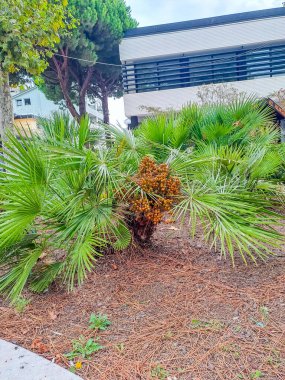 Chamaerops 'un aşağılanması Avrupa' da büyüyen tek palmiyedir, bu yüzden Avrupa hayran palmiyesi olarak da bilinir. Dikenli küçük yapraklardan bir taç ve düşük büyüyen çok gövdeli ağaç. Yüksek kalite fotoğraf