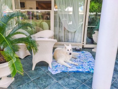 Cesenatico-Italy- 13 Eylül 2025 Köpek restoran ya da kuaför için sahibini bekliyor. Tasmalı hayvan. Bağlı hayvan. Beyaz kürk. Yüksek kalite fotoğraf
