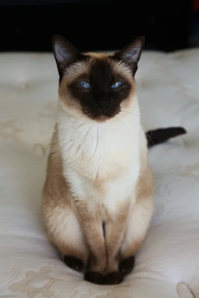 Siamese Cat Sitting — Stock Photo, Image