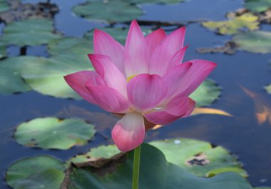 doğada pembe lotus çiçeği