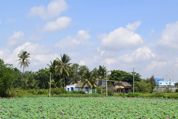 Lotus field with house in Vietnamese village — Stock Photo, Image