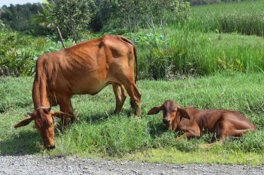 Vietnamca kırsal alanında otlatma inek