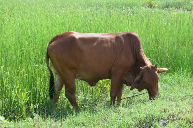 Vietnamca kırsal alanında otlatma inek