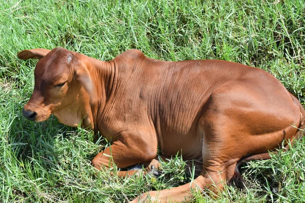 Calf resting on the meadow in vietnamese countryside — Stock Photo, Image