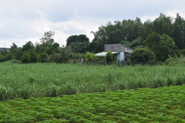 Vista rural en Vietnam con casa y campo —  Fotos de Stock