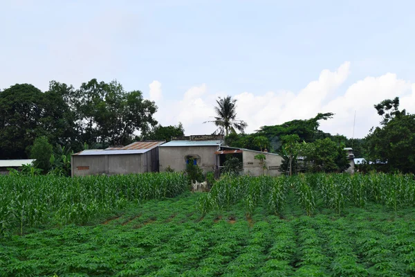 Vista rural no Vietnã com casa e campo — Fotografia de Stock