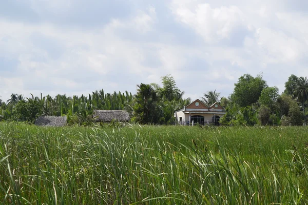 Vista rural en Vietnam con casa y campo —  Fotos de Stock