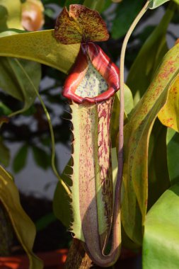 Güzel sürahi etobur bitki pot Vietnam