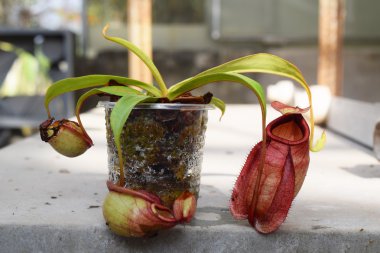 Güzel sürahi etobur bitki pot Vietnam