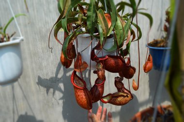 Beautiful pitcher carnivorous plant pot in Vietnam clipart