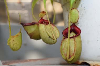 Güzel sürahi etobur bitki pot Vietnam