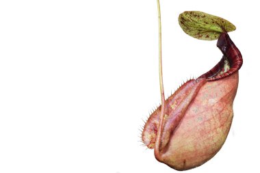 Güzel sürahi etobur bitki pot Vietnam